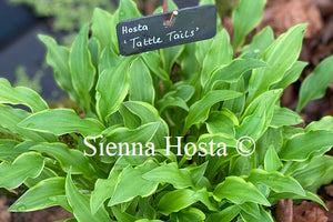 Hosta 'Tattle Tails'