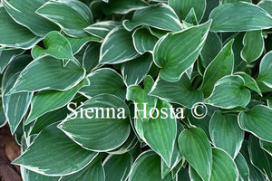 Hosta 'Allan P McConnell'