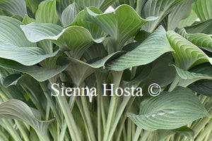 Hosta 'Krossa Regal'