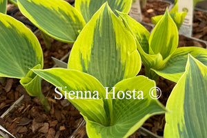Hosta 'Paul Vernooij'