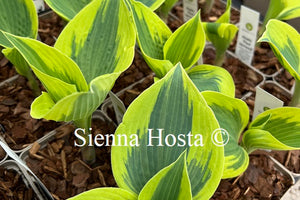 Hosta 'Paul Vernooij'