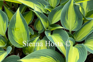 Hosta 'Grand Marquee'