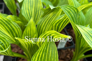 Hosta 'Siberian Tiger'