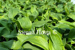 Hosta 'Green Angel'