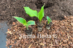 Hosta Plug Selection