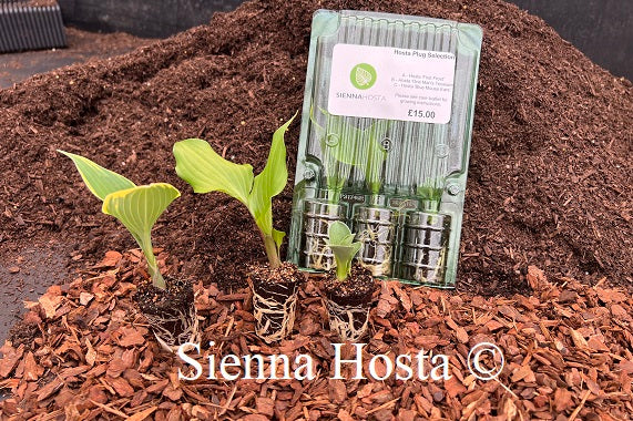 Hosta Plug Selection