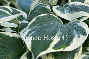 Hosta 'Minuteman'