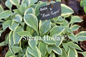 Hosta 'Hush Puppie'