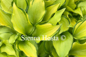 Hosta 'Cracker Crumbs'