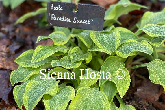 Hosta 'Paradise Sunset'