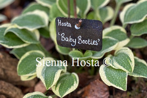 Hosta 'Baby Booties'