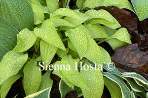 Hosta 'Feather Boa'