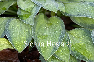 Hosta 'Goldrush'