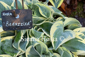 Hosta 'Bedazzled'