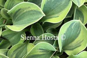 Hosta 'Mighty Mouse'