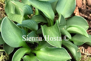 Hosta 'Green Mouse Ears'