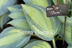 Hosta 'June'