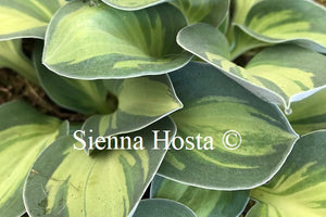 Hosta 'Holy Mouse Ears'