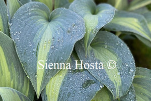 Hosta 'Dinner Jacket'