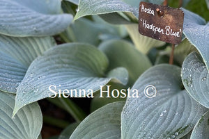 Hosta 'Hadspen Blue'