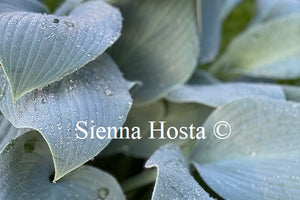 Hosta 'Hadspen Blue'