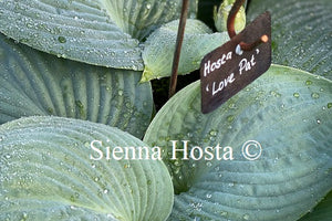 Hosta 'Love Pat'