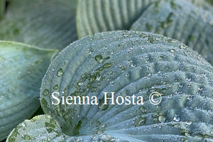 Hosta 'Love Pat'