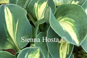 Hosta 'Snow Mouse'