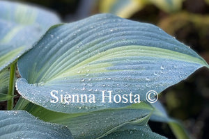 Hosta 'Dinner Jacket'