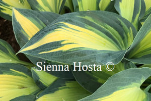 Hosta 'Magic Island'