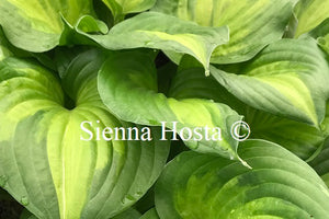 Hosta 'Lakeside Banana Bay'