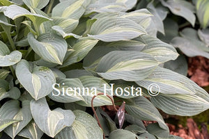 Hosta 'Kiwi Full Monty'