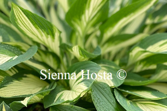 Hosta 'Hakumuo'