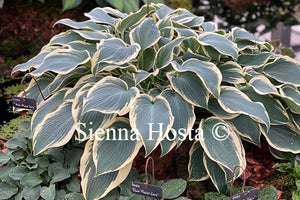 Hosta 'El Nino'