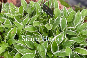 Hosta 'Iced Lemon'