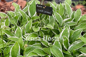 Hosta 'Iced Lemon'