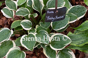 Hosta 'Baby Booties'