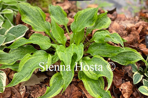 Hosta 'Kanzi'