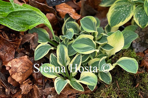 Hosta 'Funny Mouse'