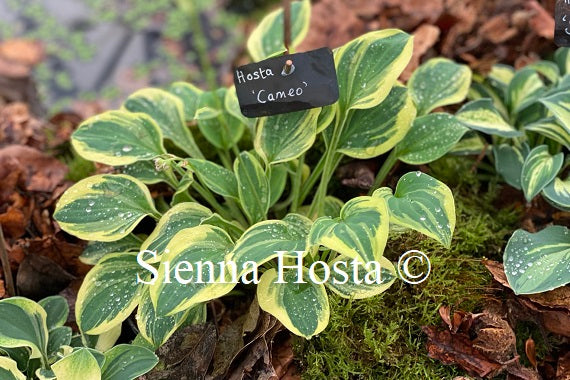 Hosta 'Cameo'