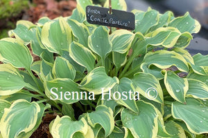 Hosta 'Con Te Partiro'