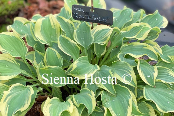 Hosta 'Con Te Partiro'