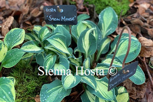 Hosta 'Snow Mouse'