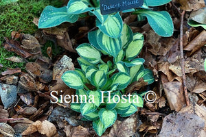 Hosta 'Desert Mouse'