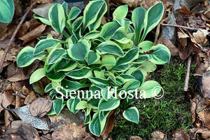 Hosta 'Little Ice Mouse'