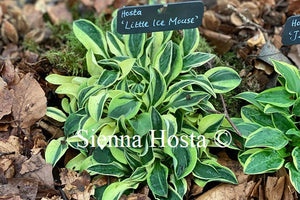 Hosta 'Little Ice Mouse'