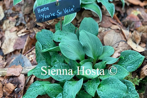 Hosta 'You're So Vein'