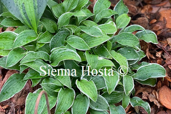 Hosta 'Lime Fizz'