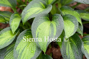 Hosta 'June Spirit'