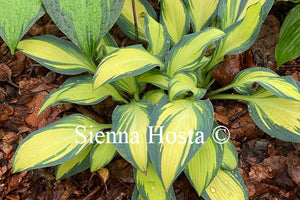 Hosta 'Remember Me'